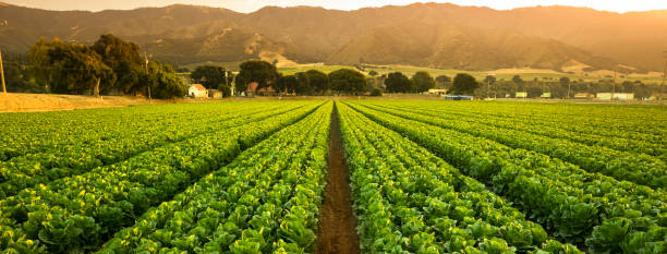 Azienda Agricola Verdur Vita capaccio